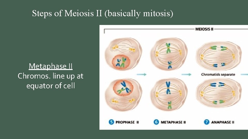 Steps of Meiosis II (basically mitosis) Anaphase II Chromatids pull apart Metaphase II Chromos.