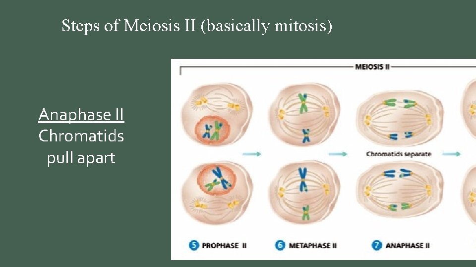 Steps of Meiosis II (basically mitosis) Anaphase II Chromatids pull apart Telophase II 4