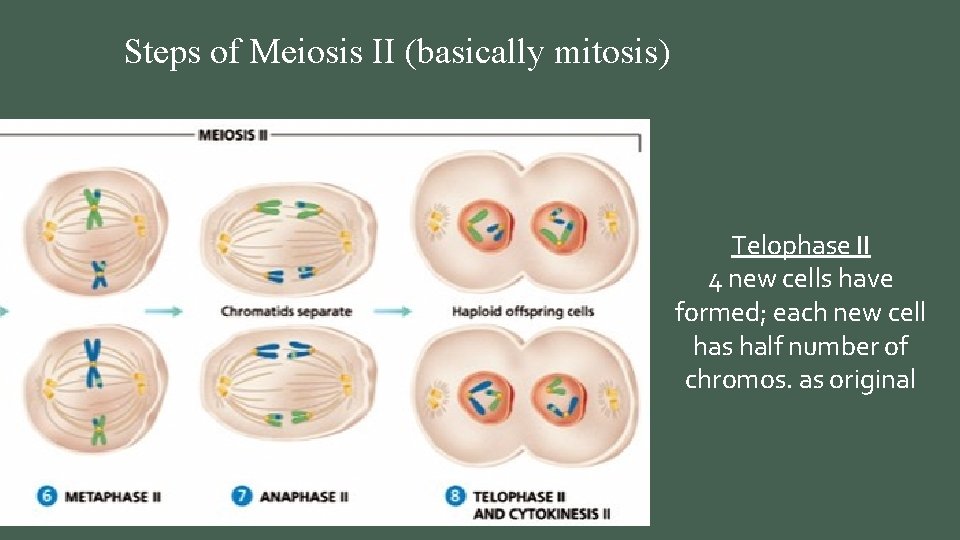 Steps of Meiosis II (basically mitosis) Telophase II 4 new cells have formed; each