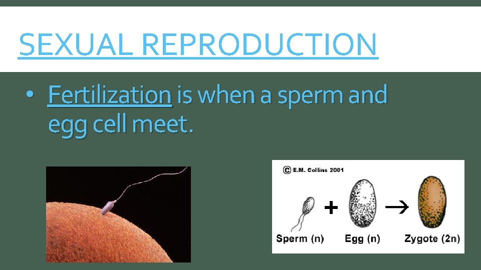 SEXUAL REPRODUCTION • Fertilization is when a sperm and egg cell meet. 