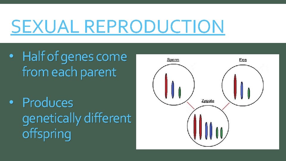 SEXUAL REPRODUCTION • Half of genes come from each parent • Produces genetically different