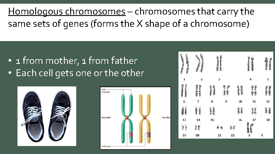 Homologous chromosomes – chromosomes that carry the same sets of genes (forms the X