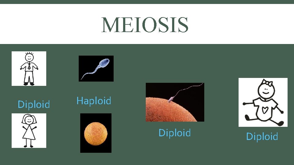 MEIOSIS Diploid Haploid Diploid 