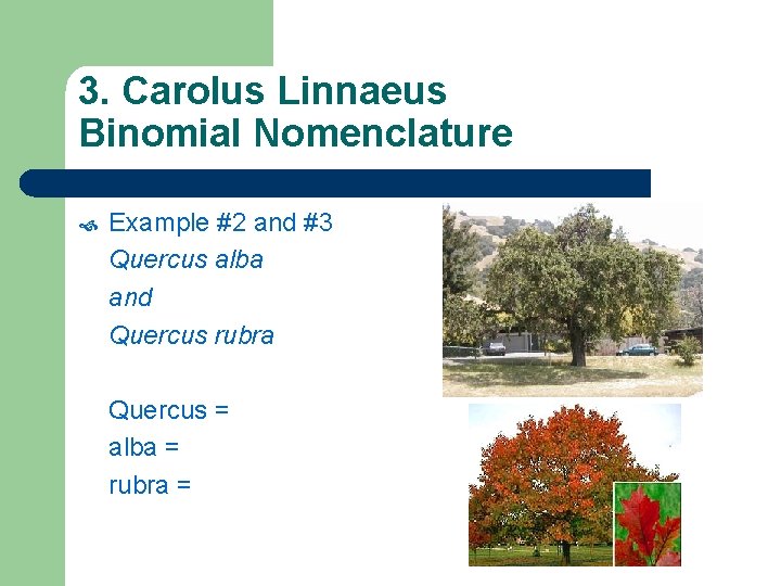 3. Carolus Linnaeus Binomial Nomenclature Example #2 and #3 Quercus alba and Quercus rubra