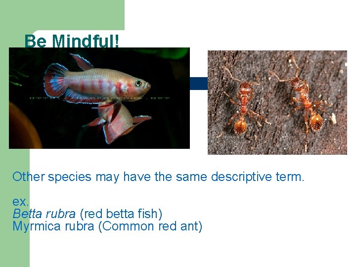 Be Mindful! Other species may have the same descriptive term. ex. Betta rubra (red