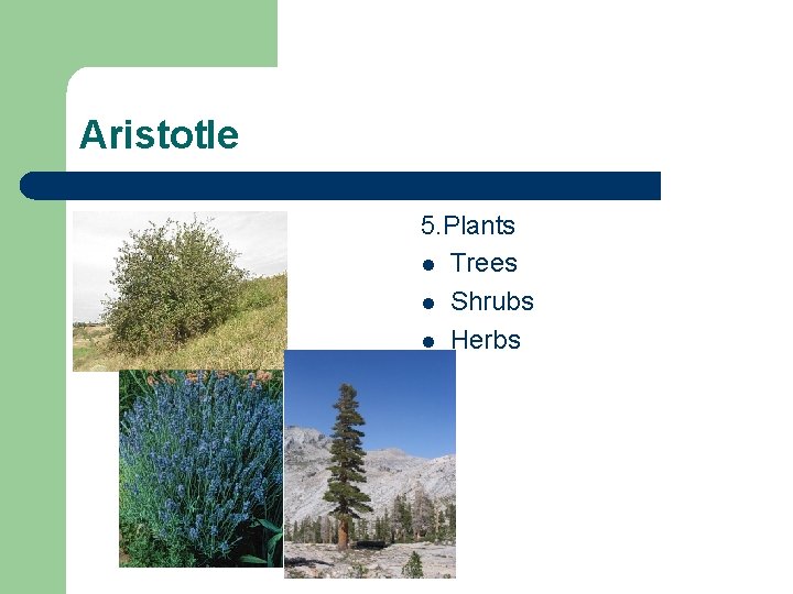 Aristotle 5. Plants l Trees l Shrubs l Herbs 