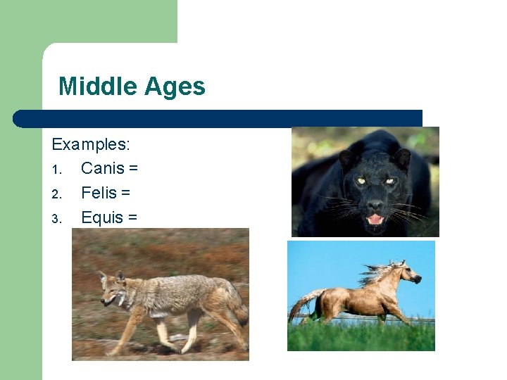 Middle Ages Examples: 1. Canis = 2. Felis = 3. Equis = 