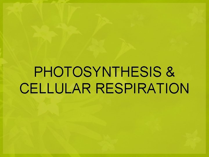 PHOTOSYNTHESIS & CELLULAR RESPIRATION 