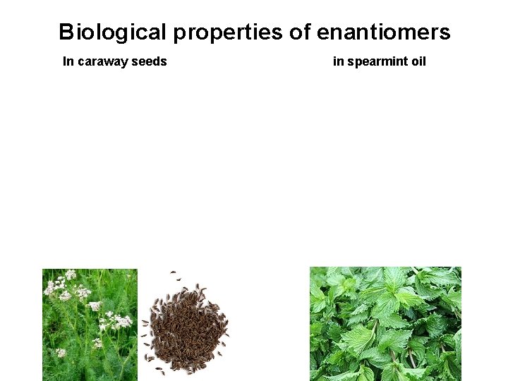 Biological properties of enantiomers In caraway seeds in spearmint oil 