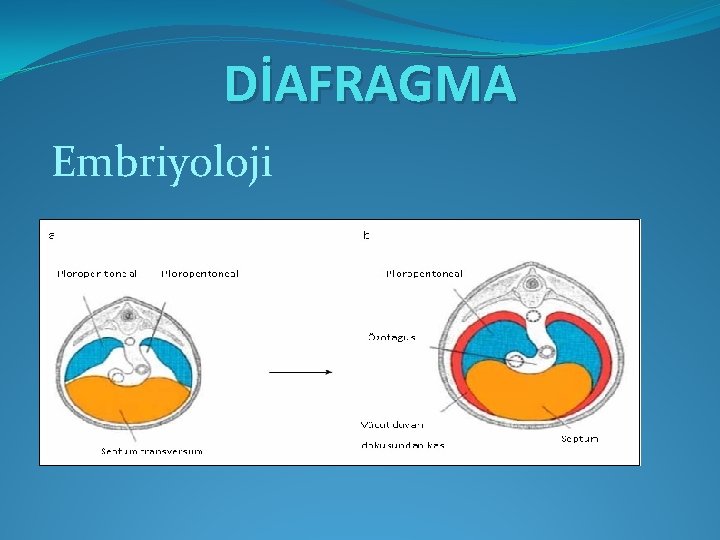 DİAFRAGMA Embriyoloji DİAFRAGMA Embriyoloji