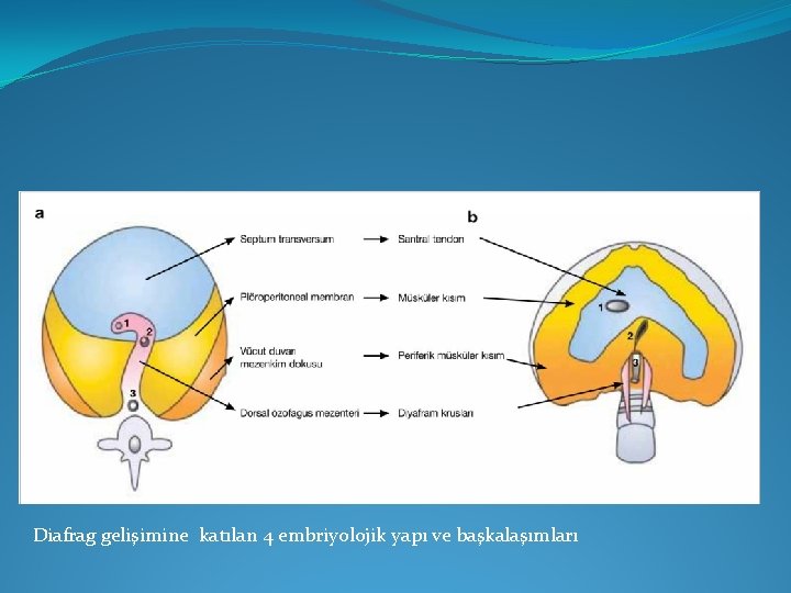 Diafrag gelişimine katılan 4 embriyolojik yapı ve başkalaşımları Diafrag gelişimine katılan 4 embriyolojik yapı ve başkalaşımları