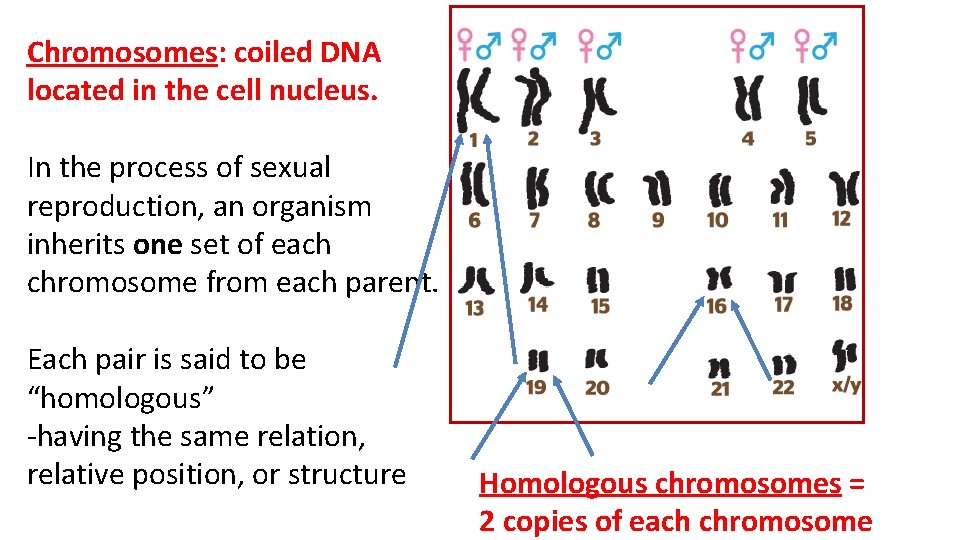 Chromosomes: coiled DNA located in the cell nucleus. In the process of sexual reproduction,