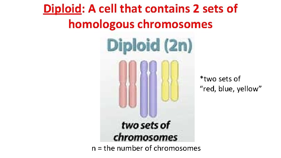 Diploid: A cell that contains 2 sets of homologous chromosomes *two sets of “red,