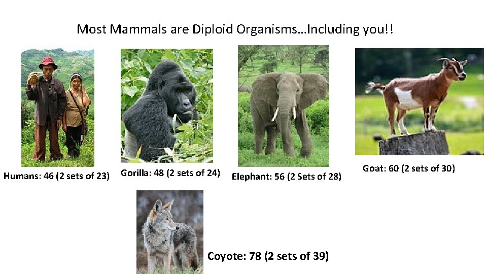 Most Mammals are Diploid Organisms…Including you!! Humans: 46 (2 sets of 23) Gorilla: 48