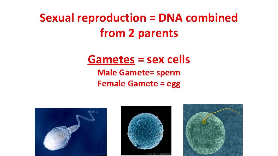 Sexual reproduction = DNA combined from 2 parents Gametes = sex cells Male Gamete=