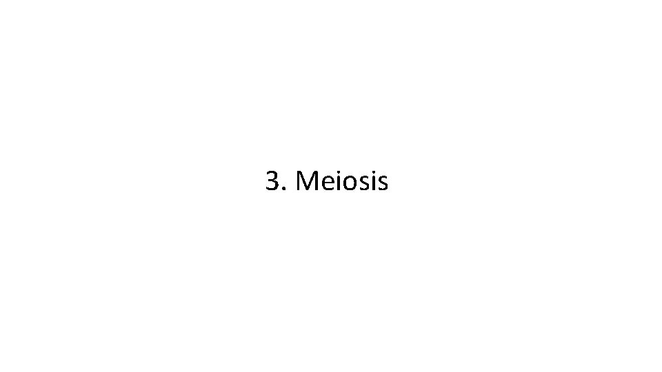 3. Meiosis 