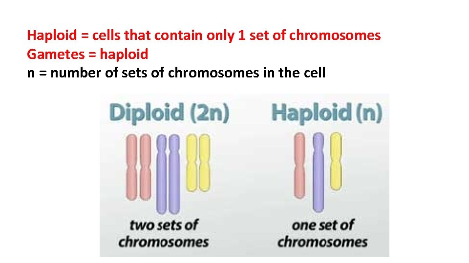Haploid = cells that contain only 1 set of chromosomes Gametes = haploid n