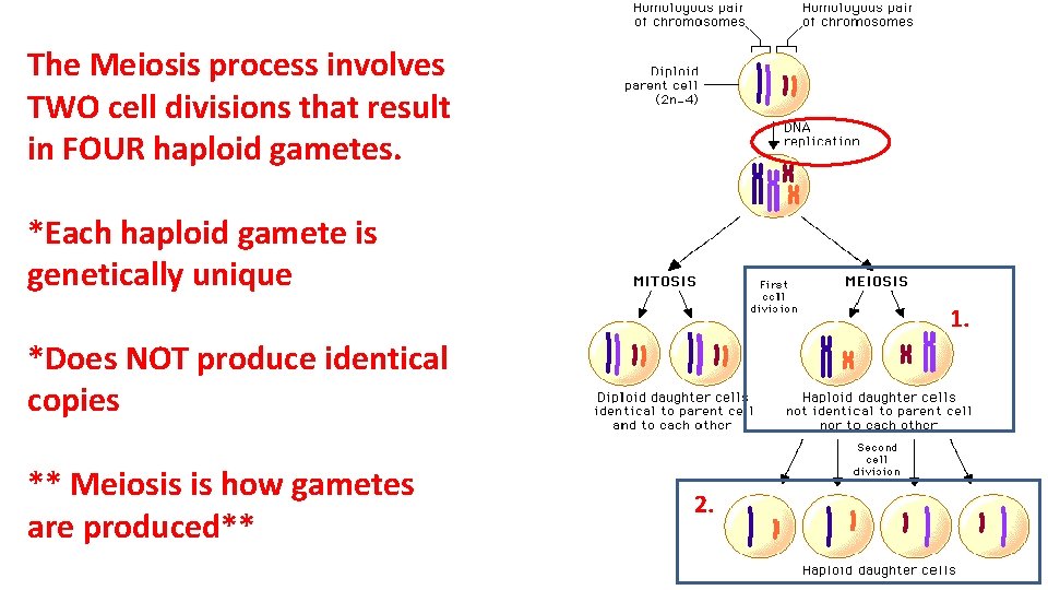 The Meiosis process involves TWO cell divisions that result in FOUR haploid gametes. *Each