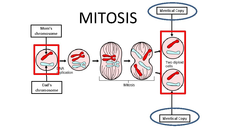 Mom’s chromosome MITOSIS Identical Copy Dad’s chromosome Identical Copy 