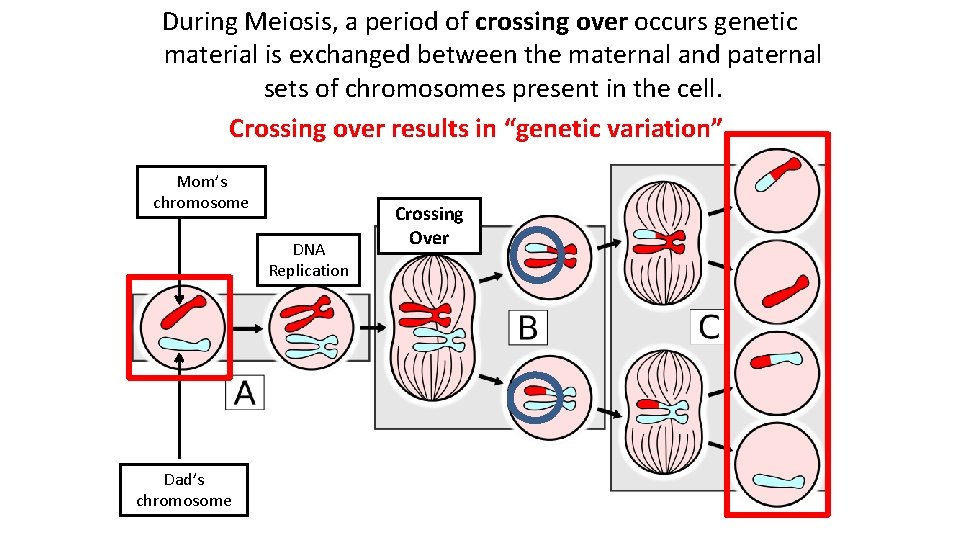 During Meiosis, a period of crossing over occurs genetic material is exchanged between the