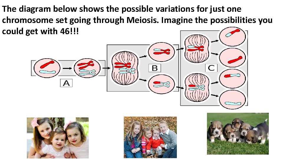 The diagram below shows the possible variations for just one chromosome set going through