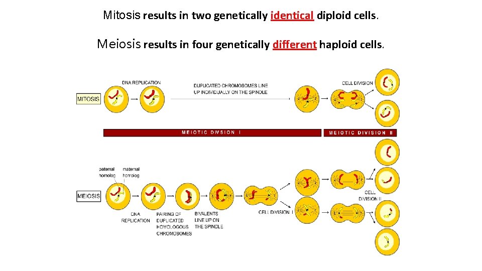 Mitosis results in two genetically identical diploid cells. Meiosis results in four genetically different