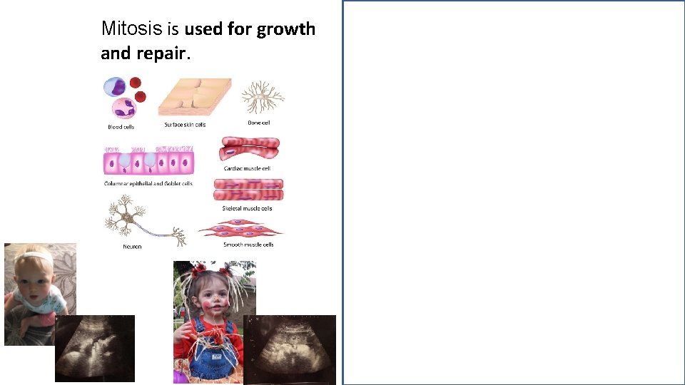 Mitosis is used for growth and repair. Meiosis is used for gamete production and