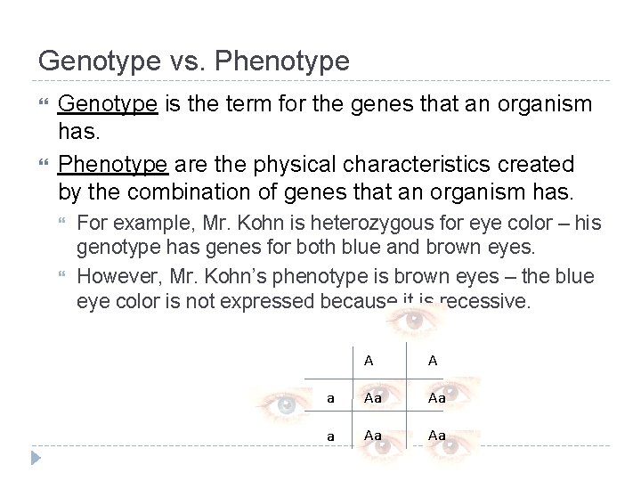Genotype vs. Phenotype Genotype is the term for the genes that an organism has.