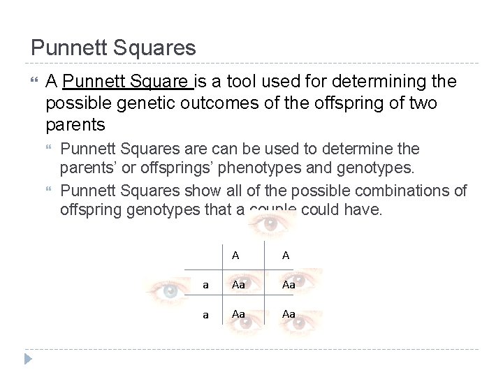 Punnett Squares A Punnett Square is a tool used for determining the possible genetic