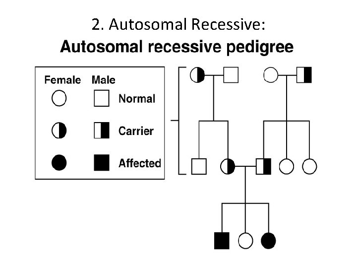 2. Autosomal Recessive: Heterozygotes carry the recessive allele but exhibit the wildtype phenotype 
