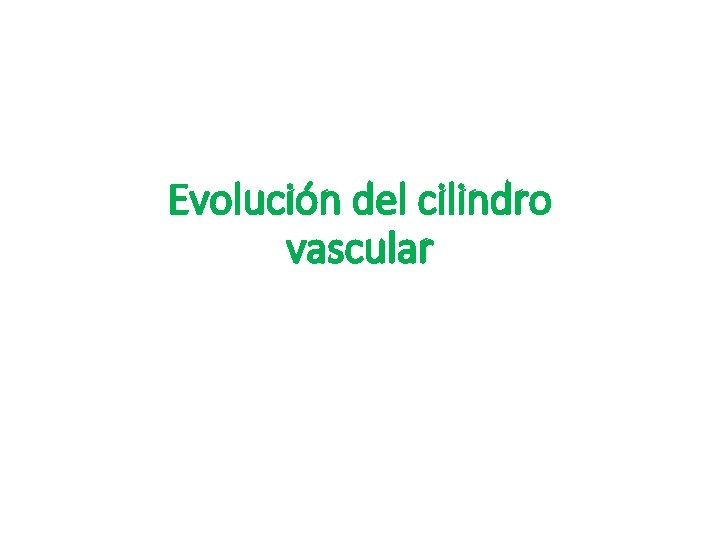 Evolución del cilindro vascular 