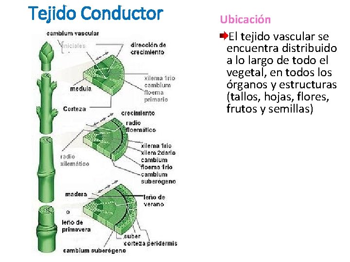 Tejido Conductor Ubicación El tejido vascular se encuentra distribuido a lo largo de todo