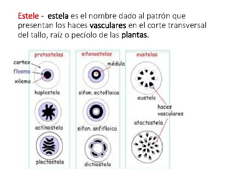 Estele - estela es el nombre dado al patrón que presentan los haces vasculares