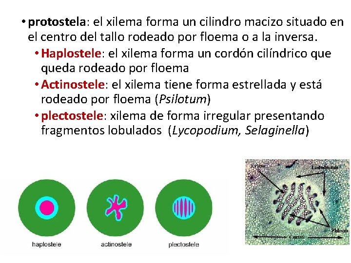  • protostela: el xilema forma un cilindro macizo situado en el centro del
