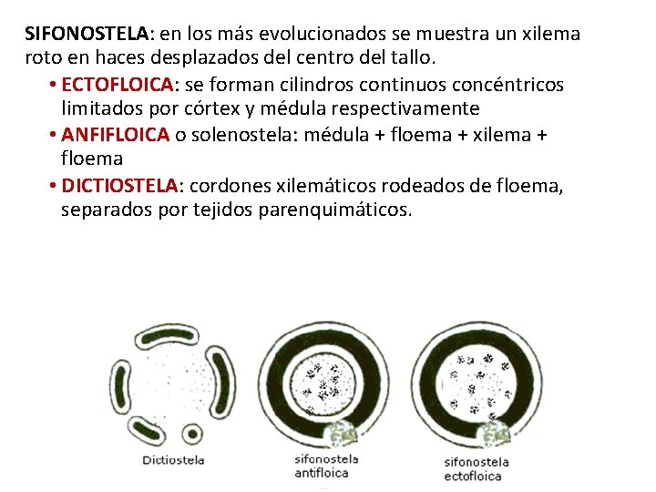 SIFONOSTELA: en los más evolucionados se muestra un xilema roto en haces desplazados del