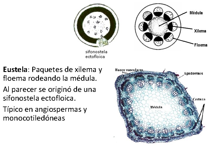 Eustela: Paquetes de xilema y floema rodeando la médula. Al parecer se originó de