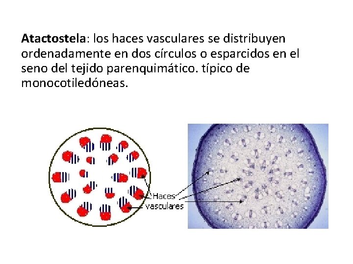 Atactostela: los haces vasculares se distribuyen ordenadamente en dos círculos o esparcidos en el