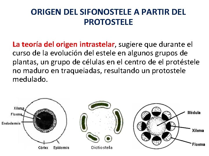 ORIGEN DEL SIFONOSTELE A PARTIR DEL PROTOSTELE La teoría del origen intrastelar, sugiere que