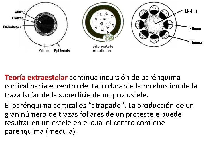 Teoría extraestelar continua incursión de parénquima cortical hacia el centro del tallo durante la