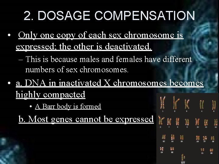 2. DOSAGE COMPENSATION • Only one copy of each sex chromosome is expressed; the