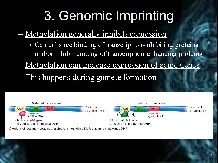 3. Genomic Imprinting – Methylation generally inhibits expression • Can enhance binding of transcription-inhibiting