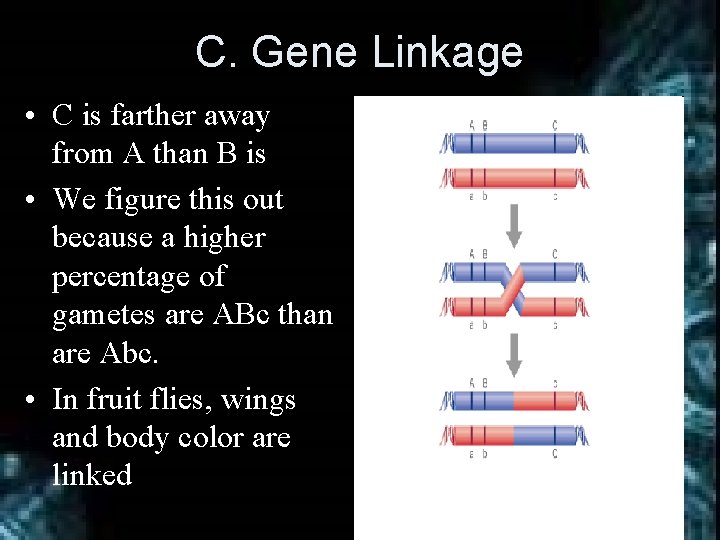 C. Gene Linkage • C is farther away from A than B is •
