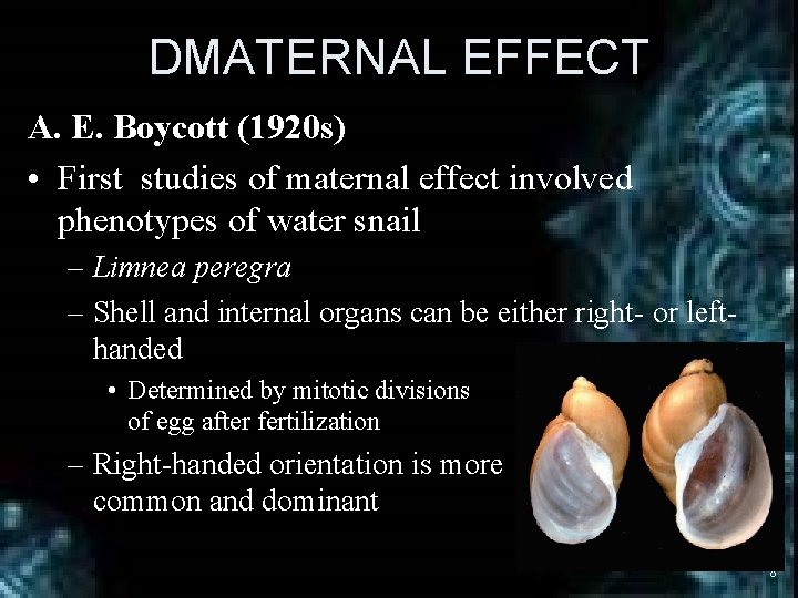 DMATERNAL EFFECT A. E. Boycott (1920 s) • First studies of maternal effect involved