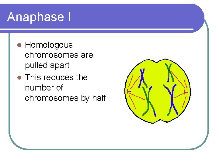 Anaphase I Homologous chromosomes are pulled apart l This reduces the number of chromosomes