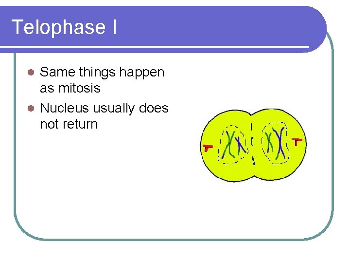 Telophase I Same things happen as mitosis l Nucleus usually does not return l