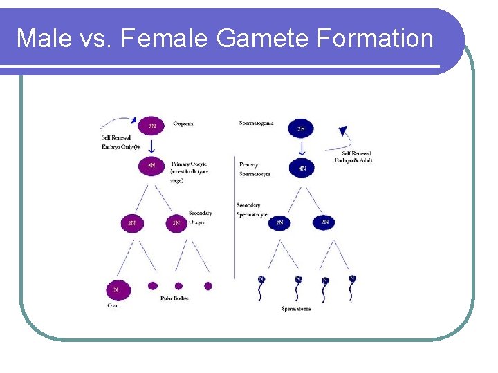 Male vs. Female Gamete Formation 
