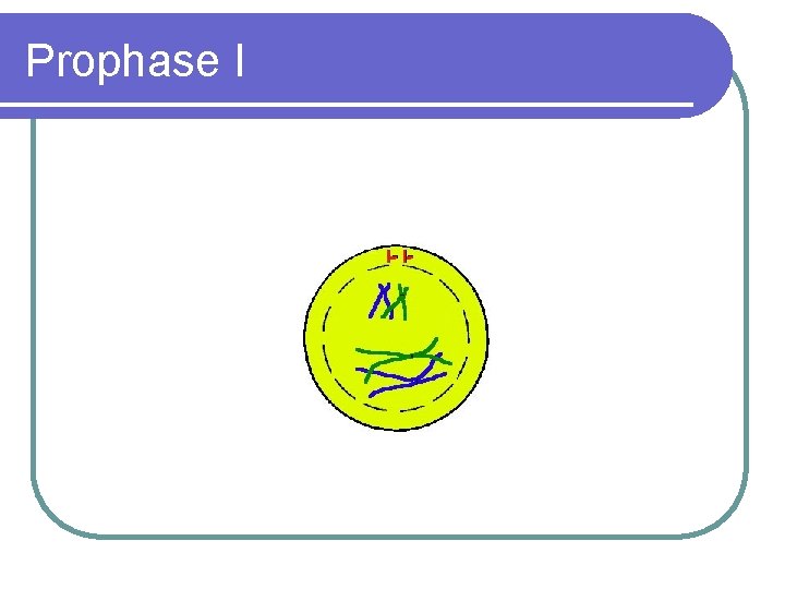 Prophase I 