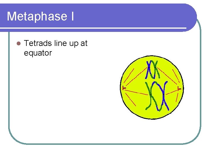 Metaphase I l Tetrads line up at equator 