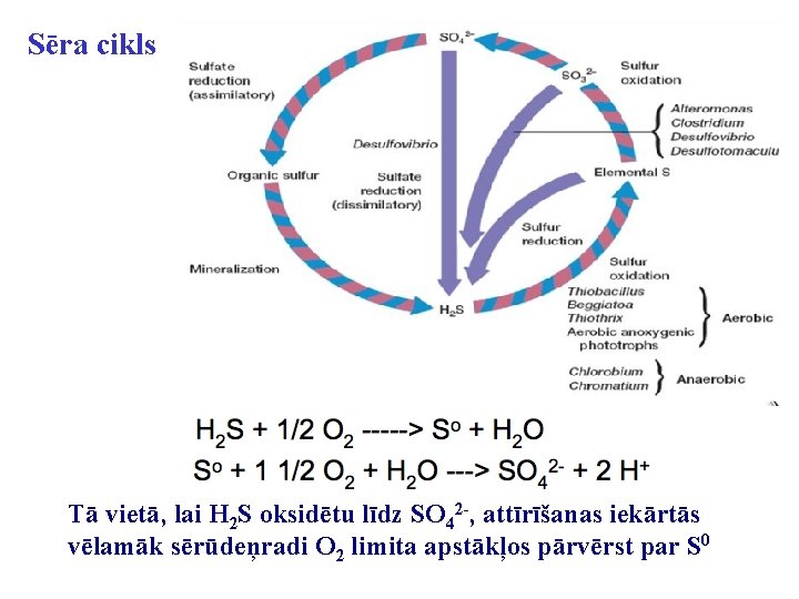 Sēra cikls Tā vietā, lai H 2 S oksidētu līdz SO 42 -, attīrīšanas