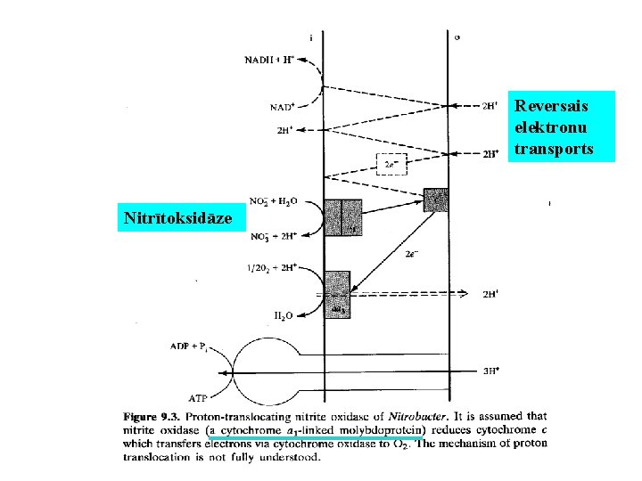 Reversais elektronu transports Nitrītoksidāze 